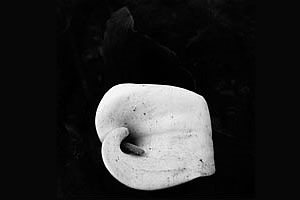 Cayetano Arcidiacono: Still Life