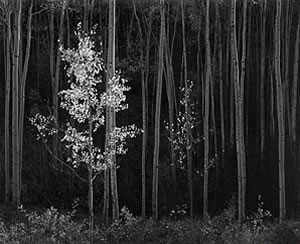 Aspens Northern New Mexico, de Ansel Easton  Adams