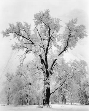 Oak Tree, Snowstorm, de Ansel Easton  Adams