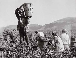 Pea harvest family at work, de Dorotea Lange