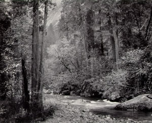 Tenaya Creek, Dogwood, Rain, de Ansel Easton  Adams
